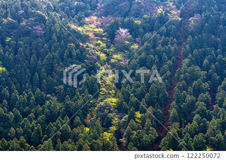 屋久島,近海阿爾卑斯山:神仙居住的山,杉樹群山間新綠盎然,山櫻花盛開 屋久島,近海阿爾卑斯山:神仙居住的山,杉樹群山間新綠盎然,山櫻花盛開 122250072