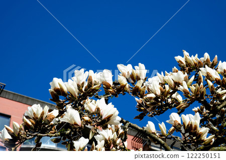 Magnolia tree in bloom. Light breeze moves beautiful pink magnolia flowers in spring season. Magnolia is a deciduous tree with large early flowers that range in color from white to pink to purple 122250151