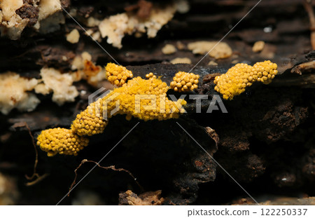 一棵潮濕的腐樹，上面長滿了有毒的亮黃色蘑菇的微觀顆粒（自然環境中用頻閃燈進行宏觀特寫） 122250337