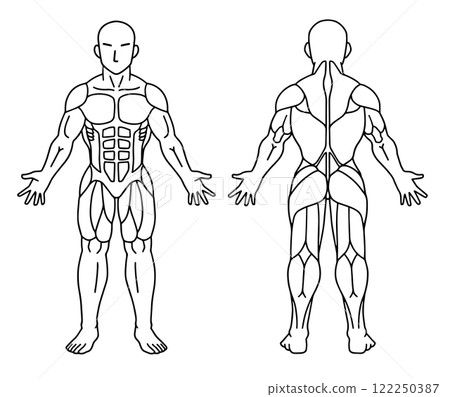 人體肌肉線條圖正面背面 122250387