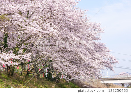 In the spring, rows of cherry trees and lanterns at Kuze Tunnel Sakura in Maniwa City, Okayama Prefecture 122250463