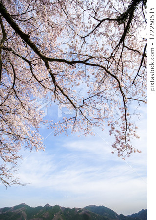In the spring, rows of cherry trees and mountains, "Kuze Tunnel Cherry Blossoms" in Maniwa City, Okayama Prefecture In the spring, rows of cherry trees and mountains, "Kuze Tunnel Cherry Blossoms" in Maniwa City, Okayama Prefecture 122250515