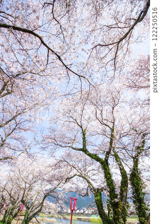 In the spring, rows of cherry trees and lanterns at "Kuze Tunnel Sakura" in Maniwa City, Okayama Prefecture 122250516