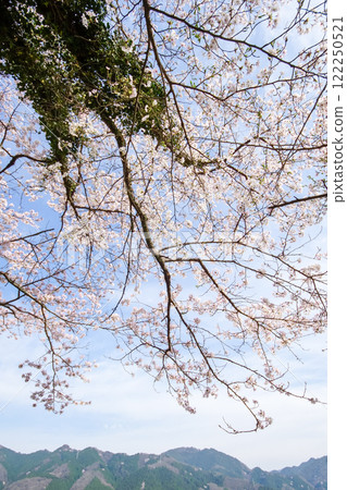 In the spring, rows of cherry trees and mountains, "Kuze Tunnel Cherry Blossoms" in Maniwa City, Okayama Prefecture In the spring, rows of cherry trees and mountains, "Kuze Tunnel Cherry Blossoms" in Maniwa City, Okayama Prefecture 122250521