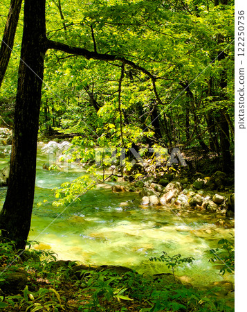清新綠色的山澗溪流風光 122250736