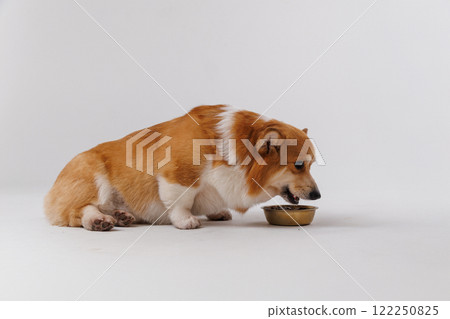 Corgi enjoying its meal from a bowl, showcasing adorable pet mealtime moments Corgi enjoying its meal from a bowl, showcasing adorable pet mealtime moments 122250825