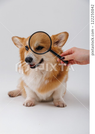 Corgi dog being examined with a magnifying glass focused on its ear, curious expression 122250842
