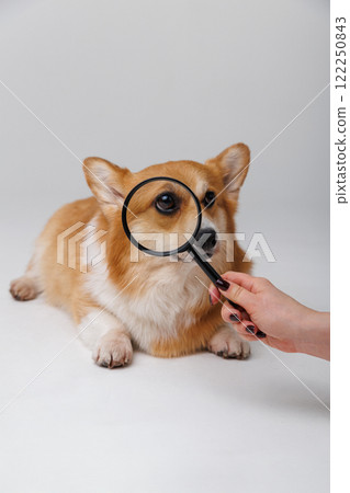 Curious corgi dog being examined with a magnifying glass for investigation and discovery 122250843
