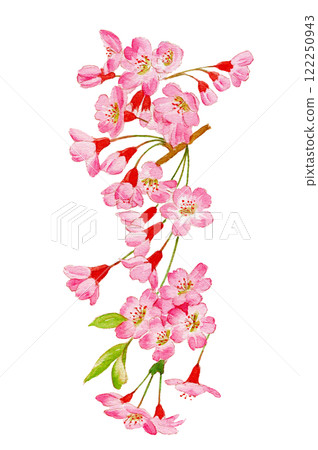 水彩畫的櫻花插圖 水彩畫的櫻花插圖 122250943