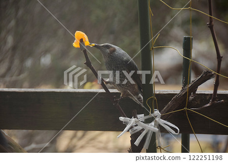 A brown-eared bulbul pecking at a tangerine in the garden 122251198