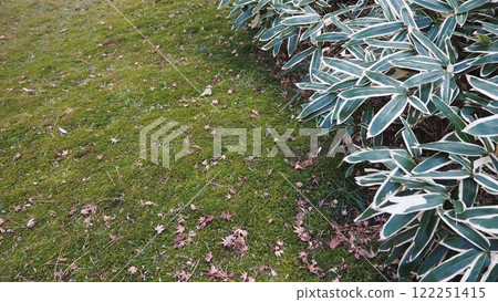 Moss and plants 122251415