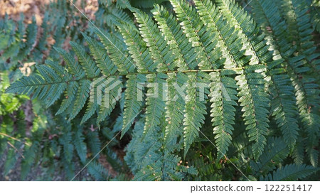 Fern leaf up 122251417
