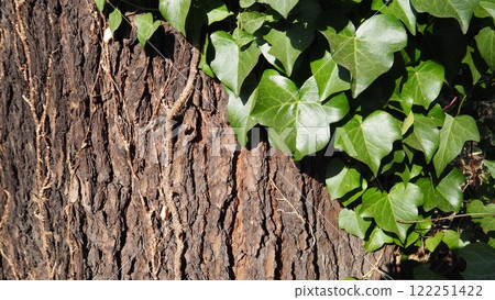 常春藤纏繞在樹上的特寫 122251422