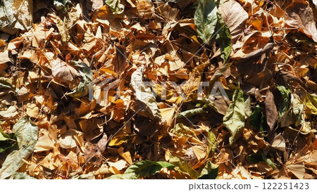 落葉的風景 122251423