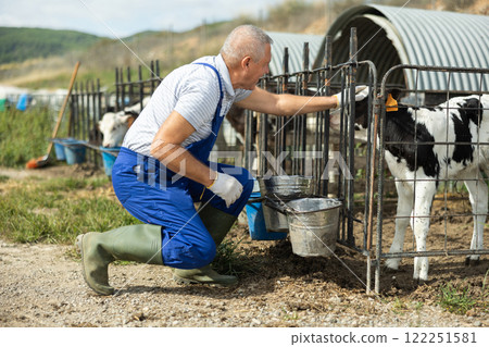 Elderly farmer taking care of calves, carrying water in bucket for calves in pen 122251581
