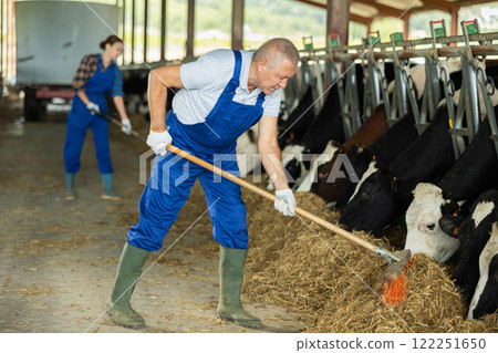 Senior man works with cows in barn, moves hay closer to cows, provides feeding for animal Senior man works with cows in barn, moves hay closer to cows, provides feeding for animal 122251650