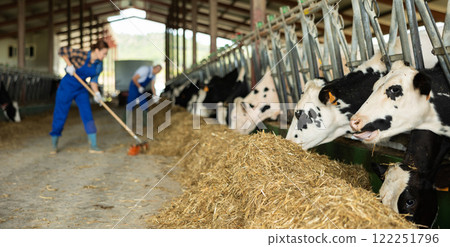 Adult woman sweeping hay in cowshed 122251796