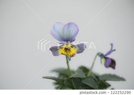 Butterfly-like flower, Viola Butterfly-like flower, Viola 122252290