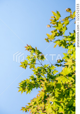 綠色在藍天的襯托下熠熠生輝 綠色在藍天的襯托下熠熠生輝 122252333