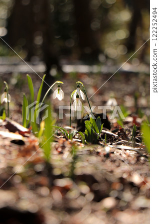 雪降 雪降 122252494