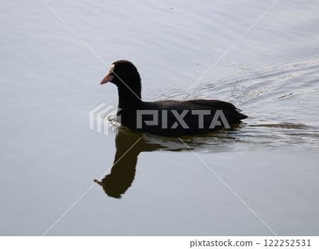 冬天在河裡游泳的野鳥-帶來好運的白骨頂鳥 冬天在河裡游泳的野鳥-帶來好運的白骨頂鳥 122252531