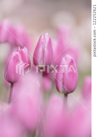 船橋安徒生公園的鬱金香 122252621