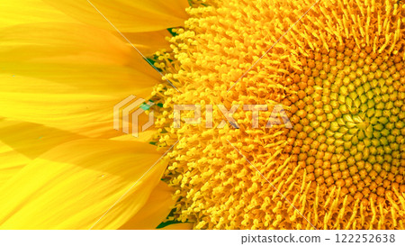 A vibrant close-up of a sunflower showcases its intricate spiral seed pattern and bright yellow petals, with subtle natural details like a small insect. 122252638