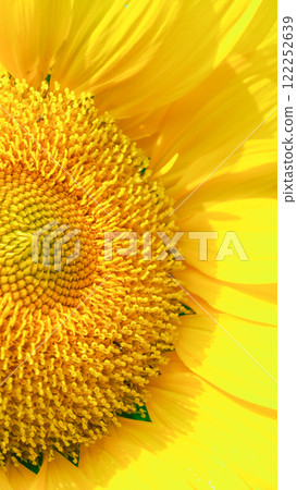 vibrant sunflower image highlights its detailed seed pattern and bright yellow petals, radiating natural beauty. 122252639