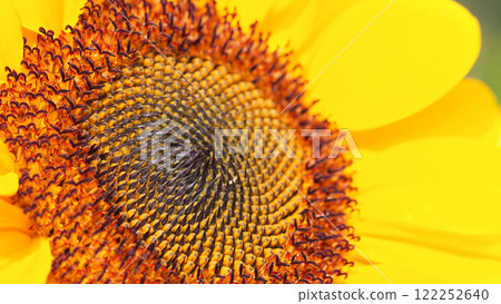 A vibrant sunflower with a dark center, fiery red accents, and bright yellow petals, showcasing intricate seed details. 122252640