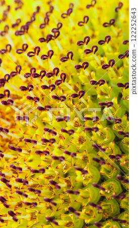 a macro image showing the complex patterns of a sunflower's disk florets. The maroon-tipped anthers and golden petals form a stunning radial arrangement. a macro image showing the complex patterns of a sunflower's disk florets. The maroon-tipped anthers and golden petals form a stunning radial arrangement. 122252643