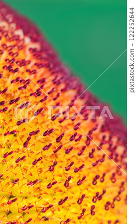 a close-up macro image of a sunflower head, highlighting the intricate details of its florets and vibrant gradient colors ranging from yellow to deep orange-red, with a blurred green background. 122252644