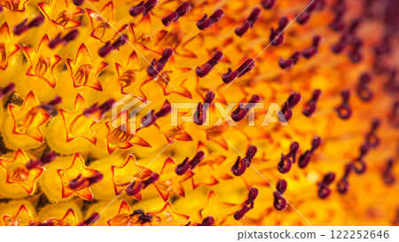 A close-up macro image of sunflower florets, highlighting vivid yellow and red tones with sharp floral details. 122252646