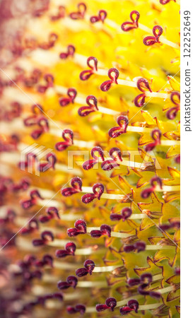 a stunning macro shot of sunflower florets, with intricate red-purple structures forming heart-like shapes against a bright yellow background. 122252649