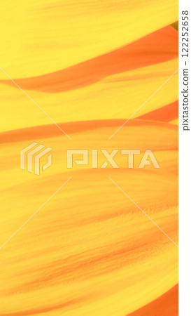 Golden Simplicity - A close-up of sunflower petals showcasing soft textures and warm tones, ideal for minimalist design, nature-focused branding, or seasonal promotions 122252658