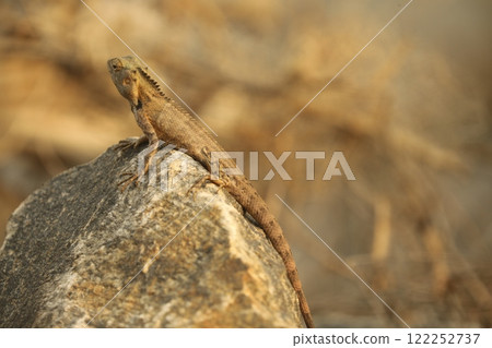 Dragon Lizard Macro shot Dragon Lizard Macro shot 122252737