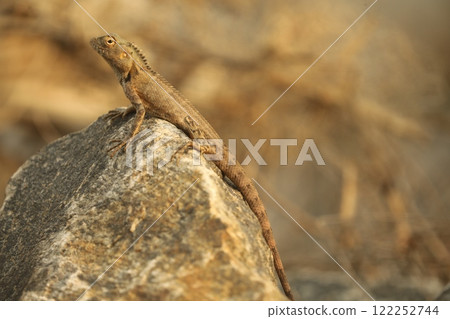 Dragon Lizard Macro shot 122252744