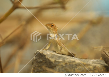 Dragon Lizard Macro shot Dragon Lizard Macro shot 122252746
