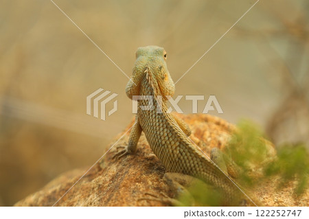 Dragon Lizard Macro shot 122252747