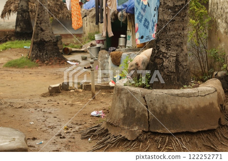 Pigs feeding on garbage 122252771
