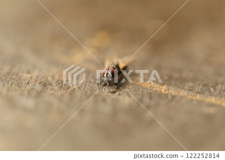 House Fly Macro Shot India 122252814