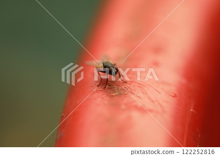 House Fly Macro Shot India 122252816