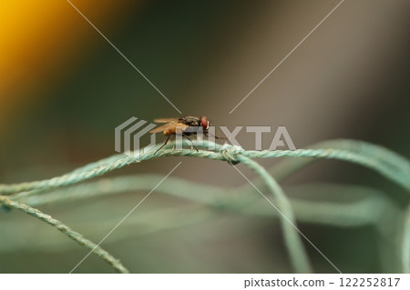 House Fly Macro Shot India 122252817
