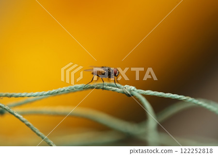 House Fly Macro Shot India 122252818