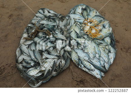 Dead Fishes In the Boat 122252887