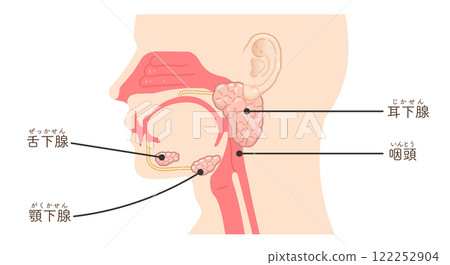 腮腺、唾液腺和舌下腺插圖 腮腺、唾液腺和舌下腺插圖 122252904
