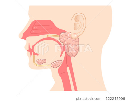 Illustration of the parotid gland, salivary gland, and sublingual gland 122252906