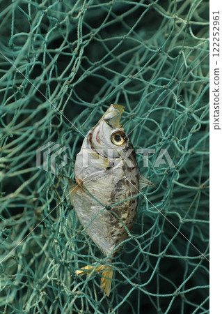 Dead Fishes In the Boat 122252961