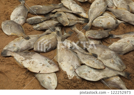 Dead Fishes In the Boat 122252973