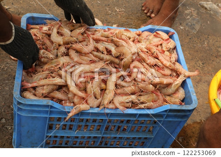 Non Vegetarian sea food Prawns 122253069