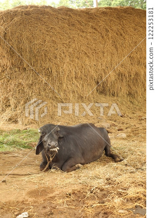 Buffalo farm at rural house India Buffalo farm at rural house India 122253181